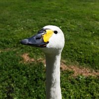 goose egg photo