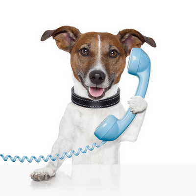 call center dog