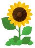 sunflower-careers