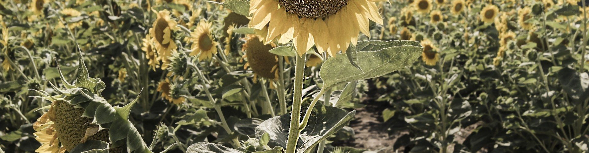 sunflower-hiring