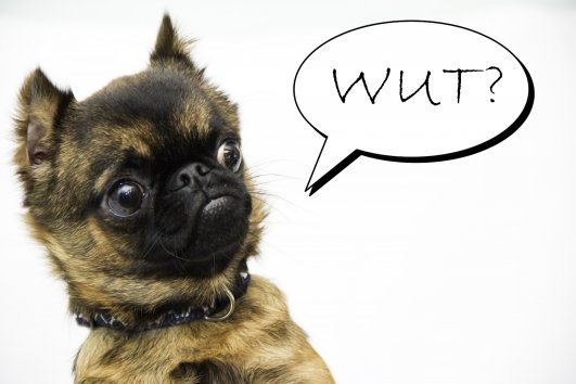 wut-dog_531x354